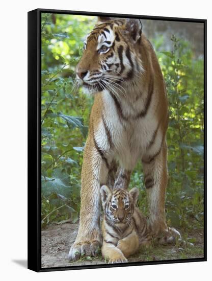 Siberian Tiger Mother with Young Cub Resting Between Her Legs-Edwin Giesbers-Framed Stretched Canvas