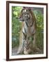 Siberian Tiger Mother with Young Cub Resting Between Her Legs-Edwin Giesbers-Framed Premium Photographic Print