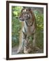 Siberian Tiger Mother with Young Cub Resting Between Her Legs-Edwin Giesbers-Framed Premium Photographic Print