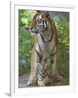 Siberian Tiger Mother with Young Cub Resting Between Her Legs-Edwin Giesbers-Framed Premium Photographic Print