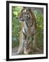 Siberian Tiger Mother with Young Cub Resting Between Her Legs-Edwin Giesbers-Framed Premium Photographic Print