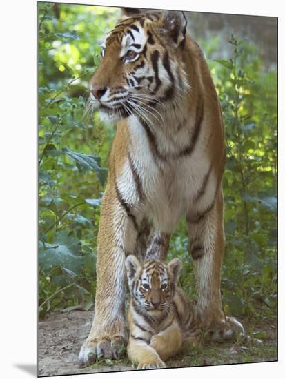 Siberian Tiger Mother with Young Cub Resting Between Her Legs-Edwin Giesbers-Mounted Premium Photographic Print