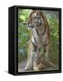 Siberian Tiger Mother with Young Cub Resting Between Her Legs-Edwin Giesbers-Framed Stretched Canvas