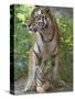 Siberian Tiger Mother with Young Cub Resting Between Her Legs-Edwin Giesbers-Stretched Canvas