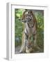 Siberian Tiger Mother with Young Cub Resting Between Her Legs-Edwin Giesbers-Framed Photographic Print