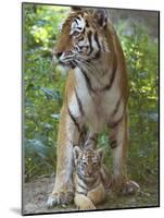 Siberian Tiger Mother with Young Cub Resting Between Her Legs-Edwin Giesbers-Mounted Photographic Print