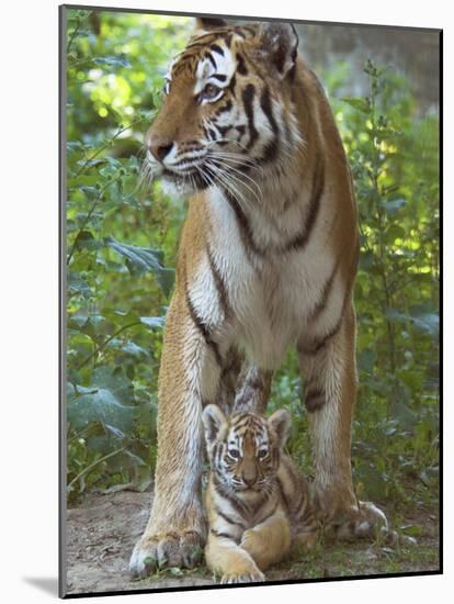 Siberian Tiger Mother with Young Cub Resting Between Her Legs-Edwin Giesbers-Mounted Photographic Print