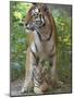 Siberian Tiger Mother with Young Cub Resting Between Her Legs-Edwin Giesbers-Mounted Photographic Print