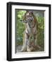 Siberian Tiger Mother with Young Cub Resting Between Her Legs-Edwin Giesbers-Framed Photographic Print