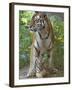 Siberian Tiger Mother with Young Cub Resting Between Her Legs-Edwin Giesbers-Framed Photographic Print