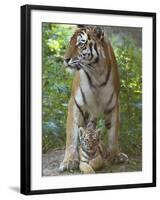 Siberian Tiger Mother with Young Cub Resting Between Her Legs-Edwin Giesbers-Framed Photographic Print