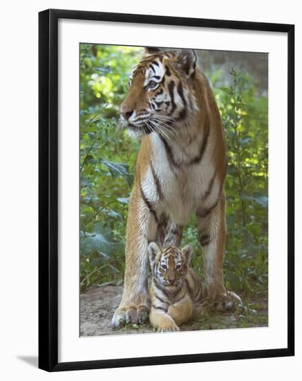 Siberian Tiger Mother with Young Cub Resting Between Her Legs-Edwin Giesbers-Framed Photographic Print