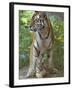 Siberian Tiger Mother with Young Cub Resting Between Her Legs-Edwin Giesbers-Framed Photographic Print