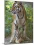 Siberian Tiger Mother with Young Cub Resting Between Her Legs-Edwin Giesbers-Mounted Photographic Print