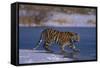 Siberian Tiger on Frozen Lake-DLILLC-Framed Stretched Canvas