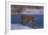 Siberian Tiger on Frozen Lake-DLILLC-Framed Photographic Print