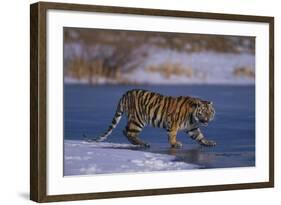 Siberian Tiger on Frozen Lake-DLILLC-Framed Photographic Print