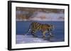 Siberian Tiger on Frozen Lake-DLILLC-Framed Photographic Print