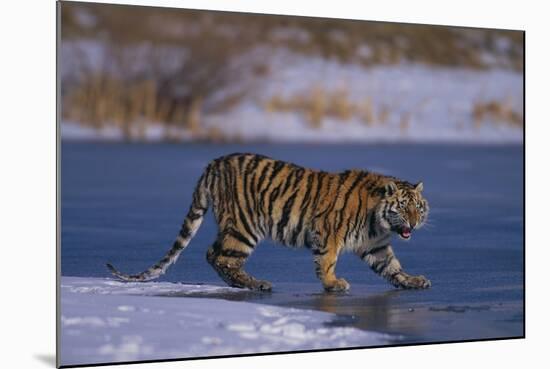 Siberian Tiger on Frozen Lake-DLILLC-Mounted Photographic Print