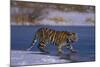 Siberian Tiger on Frozen Lake-DLILLC-Mounted Photographic Print