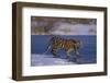 Siberian Tiger on Frozen Lake-DLILLC-Framed Photographic Print