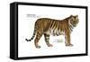 Siberian Tiger (Panthera Tigris Altaica), Cat, Mammals-Encyclopaedia Britannica-Framed Stretched Canvas