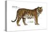 Siberian Tiger (Panthera Tigris Altaica), Cat, Mammals-Encyclopaedia Britannica-Stretched Canvas