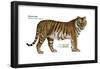 Siberian Tiger (Panthera Tigris Altaica), Cat, Mammals-Encyclopaedia Britannica-Framed Poster