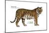 Siberian Tiger (Panthera Tigris Altaica), Cat, Mammals-Encyclopaedia Britannica-Mounted Poster