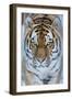 Siberian tiger (Panthera tigris altaica) in snow, captive.-Edwin Giesbers-Framed Photographic Print