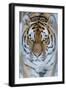 Siberian tiger (Panthera tigris altaica) in snow, captive.-Edwin Giesbers-Framed Photographic Print