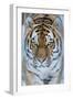 Siberian tiger (Panthera tigris altaica) in snow, captive.-Edwin Giesbers-Framed Photographic Print