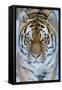 Siberian tiger (Panthera tigris altaica) in snow, captive.-Edwin Giesbers-Framed Stretched Canvas