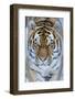 Siberian tiger (Panthera tigris altaica) in snow, captive.-Edwin Giesbers-Framed Photographic Print