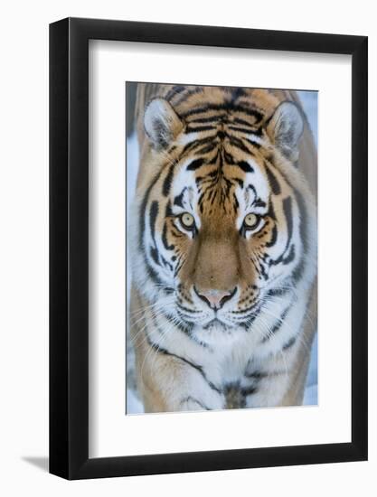 Siberian tiger (Panthera tigris altaica) in snow, captive.-Edwin Giesbers-Framed Photographic Print