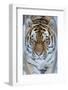 Siberian tiger (Panthera tigris altaica) in snow, captive.-Edwin Giesbers-Framed Photographic Print