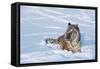 Siberian Tiger (Panthera Tigris Altaica), Montana, United States of America, North America-Janette Hil-Framed Stretched Canvas