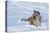 Siberian Tiger (Panthera Tigris Altaica), Montana, United States of America, North America-Janette Hil-Stretched Canvas