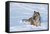 Siberian Tiger (Panthera Tigris Altaica), Montana, United States of America, North America-Janette Hil-Framed Stretched Canvas