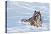 Siberian Tiger (Panthera Tigris Altaica), Montana, United States of America, North America-Janette Hil-Stretched Canvas