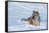 Siberian Tiger (Panthera Tigris Altaica), Montana, United States of America, North America-Janette Hil-Framed Stretched Canvas