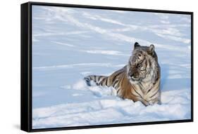 Siberian Tiger (Panthera Tigris Altaica), Montana, United States of America, North America-Janette Hil-Framed Stretched Canvas