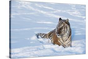Siberian Tiger (Panthera Tigris Altaica), Montana, United States of America, North America-Janette Hil-Stretched Canvas