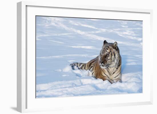 Siberian Tiger (Panthera Tigris Altaica), Montana, United States of America, North America-Janette Hil-Framed Photographic Print