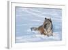 Siberian Tiger (Panthera Tigris Altaica), Montana, United States of America, North America-Janette Hil-Framed Photographic Print