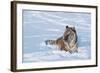 Siberian Tiger (Panthera Tigris Altaica), Montana, United States of America, North America-Janette Hil-Framed Photographic Print