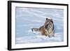 Siberian Tiger (Panthera Tigris Altaica), Montana, United States of America, North America-Janette Hil-Framed Photographic Print