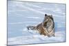 Siberian Tiger (Panthera Tigris Altaica), Montana, United States of America, North America-Janette Hil-Mounted Photographic Print