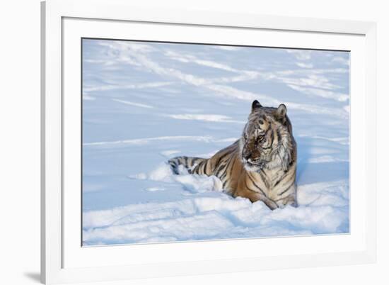 Siberian Tiger (Panthera Tigris Altaica), Montana, United States of America, North America-Janette Hil-Framed Photographic Print