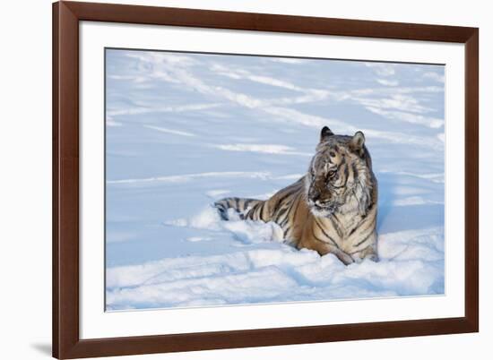 Siberian Tiger (Panthera Tigris Altaica), Montana, United States of America, North America-Janette Hil-Framed Photographic Print